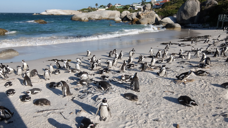 African,Penguin,Colony,In,Simon's,Town,,Western,Cape
