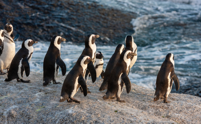 Pinguin,National,Parks,And,Nature,Reserves,Of,South,Africa