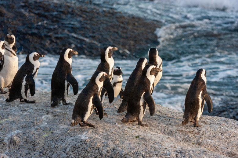 Pinguin,National,Parks,And,Nature,Reserves,Of,South,Africa