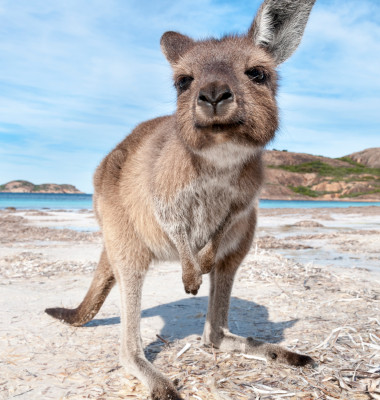 Kangaroo,On,The,Beach,Australia