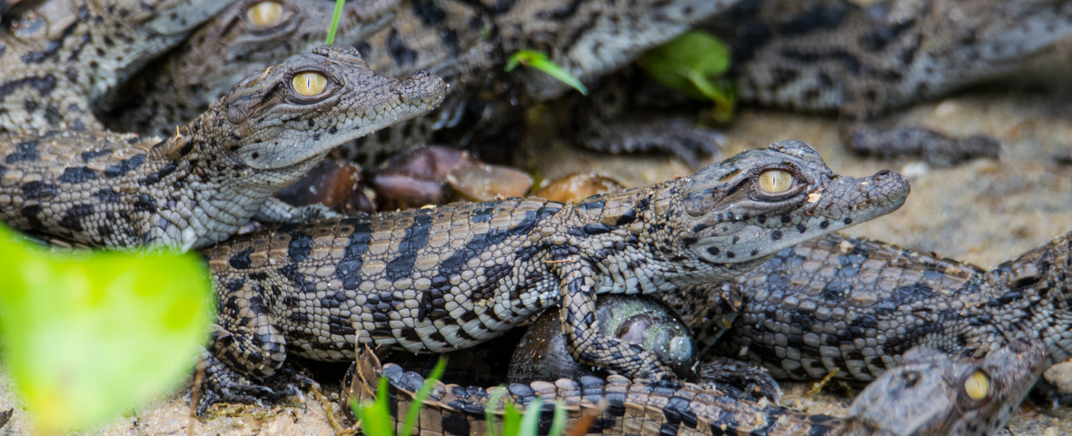 Nile,Crocodile,Babies,After,They,Hatched