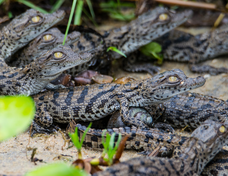 Nile,Crocodile,Babies,After,They,Hatched