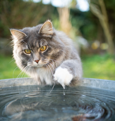 Blue,Tabby,White,Maine,Coon,Cat,Playing,With,Water,In