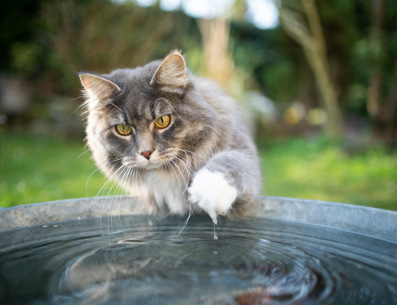 Blue,Tabby,White,Maine,Coon,Cat,Playing,With,Water,In