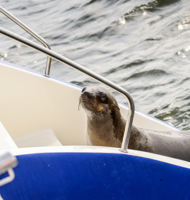 Sea,Lion,Climbs,On,A,Boat,,Walvis,Bay,,Namibia