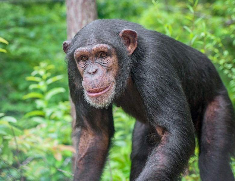 Captive,Chimpanzees,In,Outdoor,Habitat