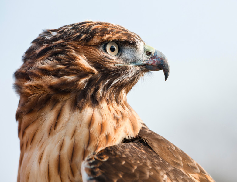 Una din cinci specii de păsări din Europa este amenințată cu dispariția