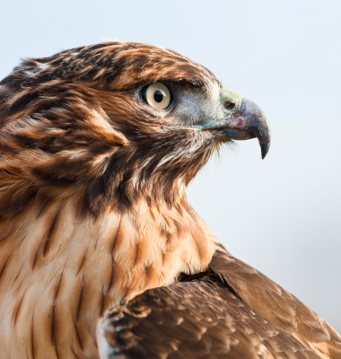 Una din cinci specii de păsări din Europa este amenințată cu dispariția