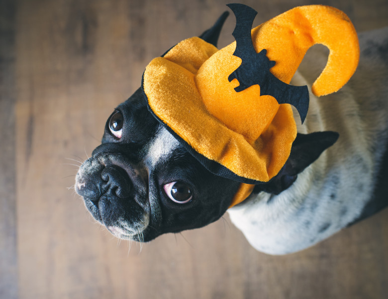 Portrait,Of,French,Bulldog,With,Hat,Halloween