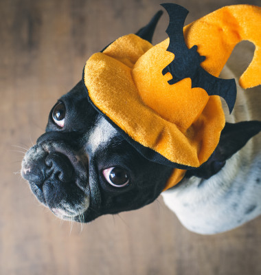 Portrait,Of,French,Bulldog,With,Hat,Halloween