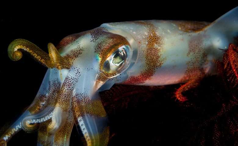 Bigfin,Reef,Squid,,Sepioteuthis,Lessoniana