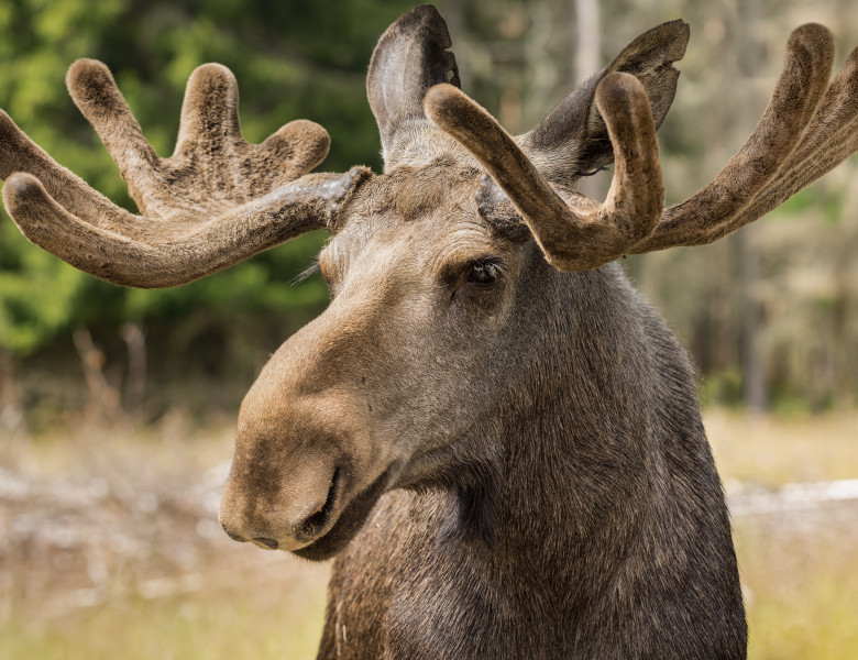 Closeup,Of,A,Large,Male,Moose,Buck,Standing,In,Sunlight
