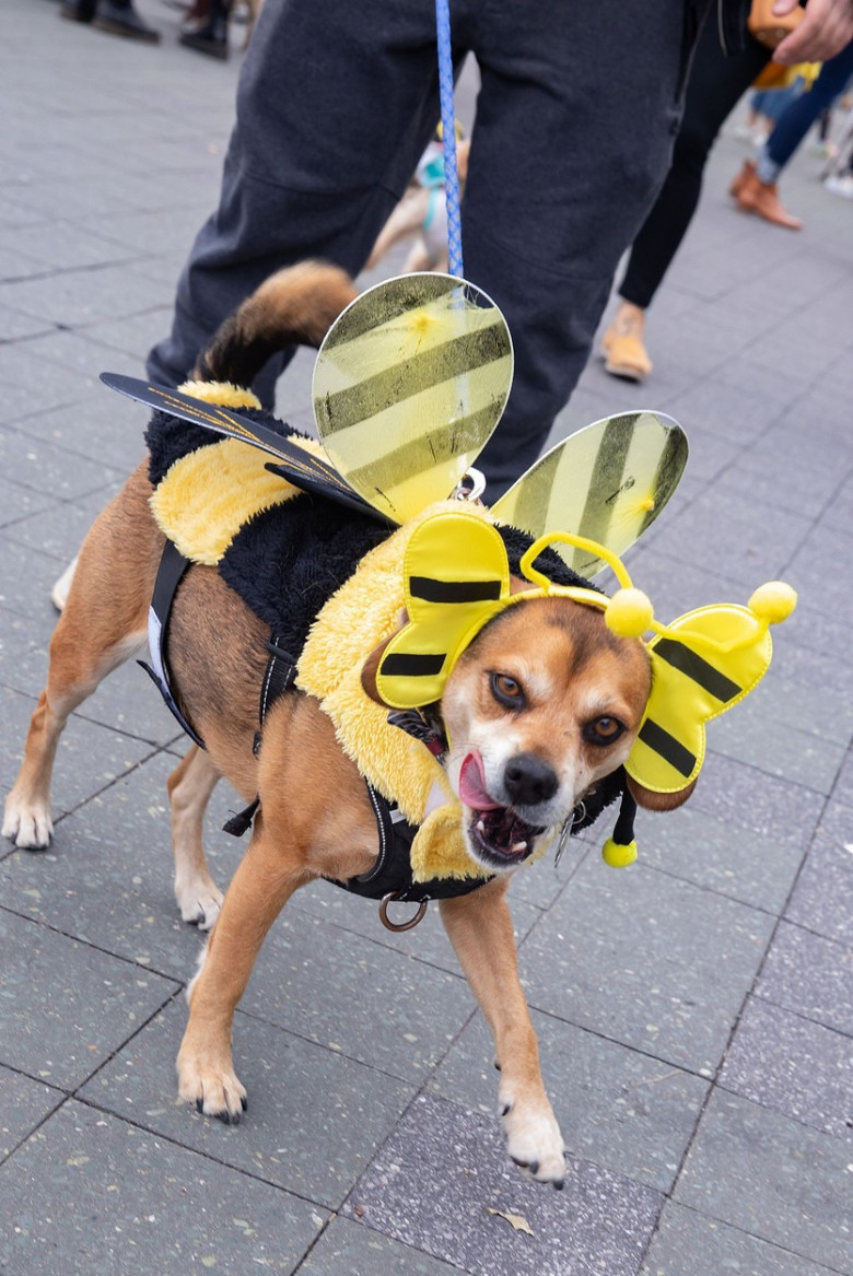 Tompkins Square Halloween Dog Parade, New York, USA - 23 Oct 2021