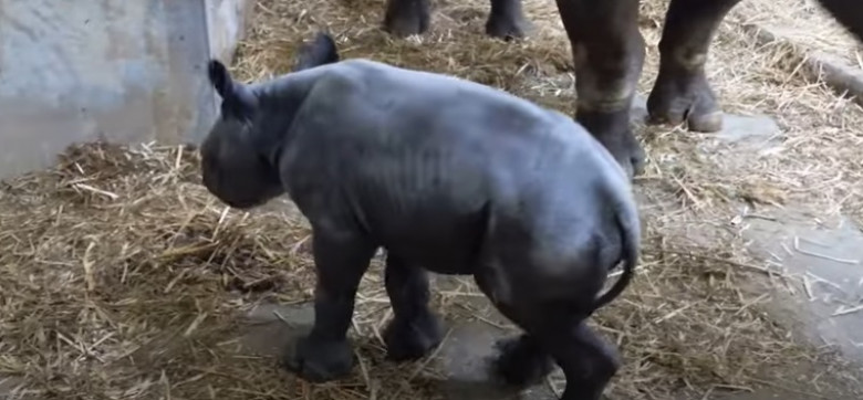 Un pui de rinocer negru s-a născut într-o grădină zoologică din Marea Britanie