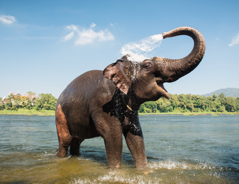 Elephant,Bathing,On,Southern,Banks,Of,The,Periyar,River,At