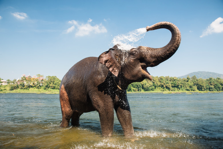 Elephant,Bathing,On,Southern,Banks,Of,The,Periyar,River,At