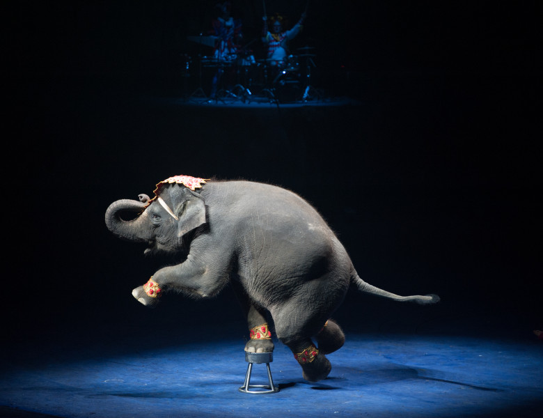 Circus,Elephant,Show