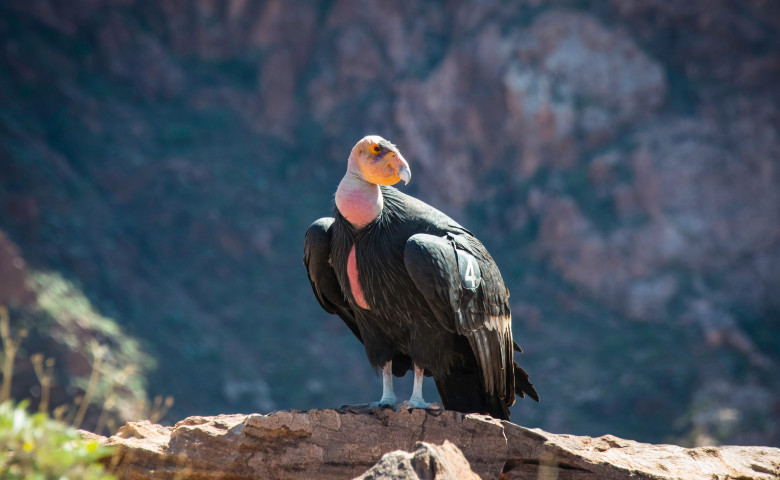 A,California,Condor,Down,In,The,Grand,Canyon,In,Arizona