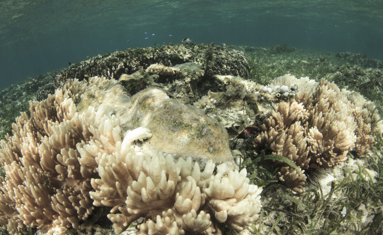 Coral,Bleaching.,Dead,And,Dying,Coral,Killed,By,Global,Warming,