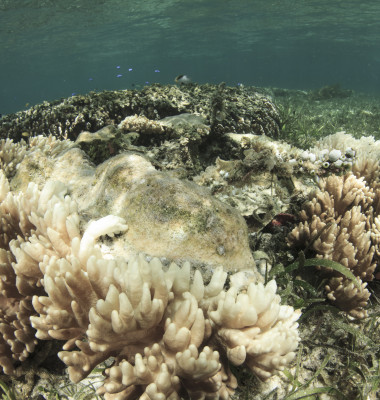Coral,Bleaching.,Dead,And,Dying,Coral,Killed,By,Global,Warming,