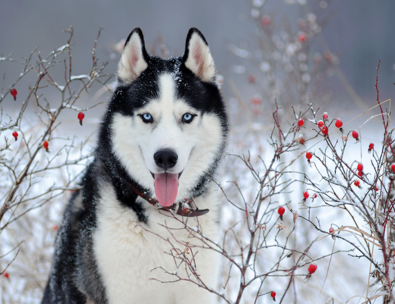 Siberian,Husky,Dog,Black,And,White,Colour,With,Blue,Eyes