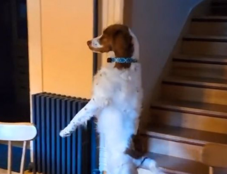 Momentul în care un câine începe să meargă ca un om, după ce și-a pierdut un picior