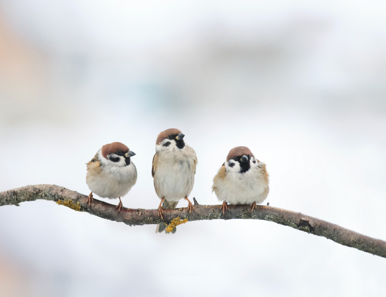 Three,Funny,Birds,Sparrow,Sitting,On,A,Branch,In,Winter