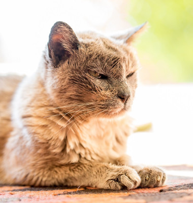 Very,Old,Adorable,Cat,Asleep,On,A,Table