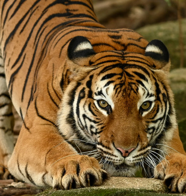 Malayan,Tiger,(panthera,Tigris,,Harimau,Malaya),Is,A,Subspecies,Of