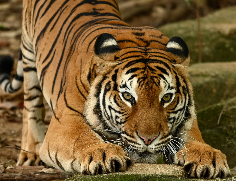 Malayan,Tiger,(panthera,Tigris,,Harimau,Malaya),Is,A,Subspecies,Of