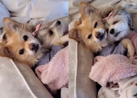 Modul în care doi căței dorm este adorabil. Imaginile cu patrupezii somnoroși au devenit virale