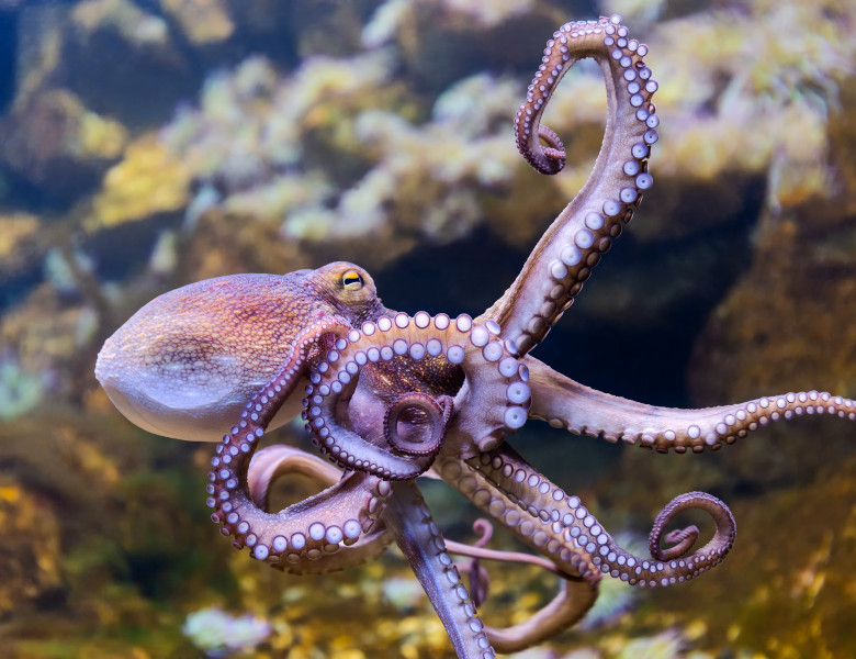 Close-up,View,Of,A,Common,Octopus,(octopus,Vulgaris)