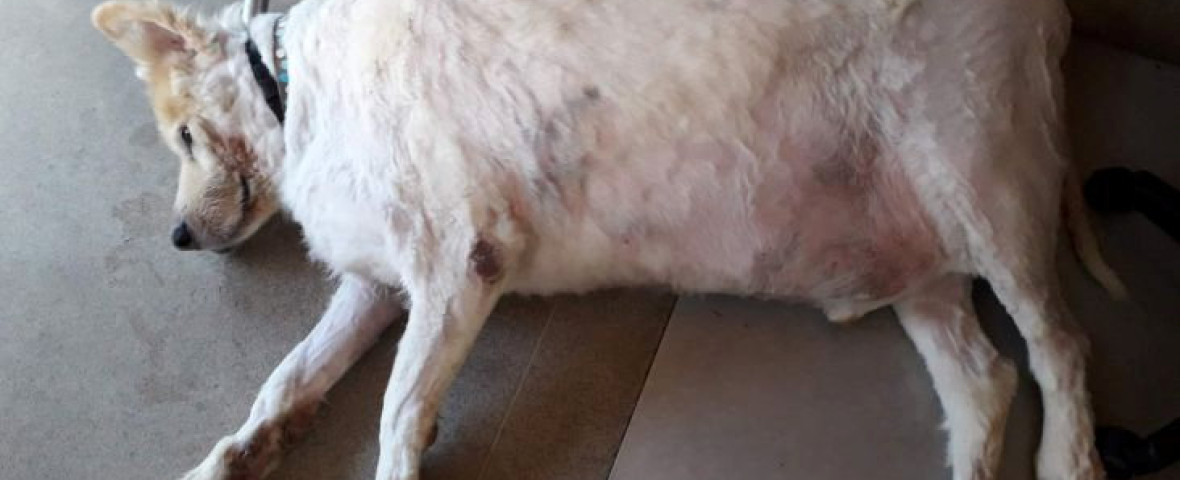 Cel mai gras câine din Marea Britanie a reușit să slăbească printr-o dietă strictă. Profimedia