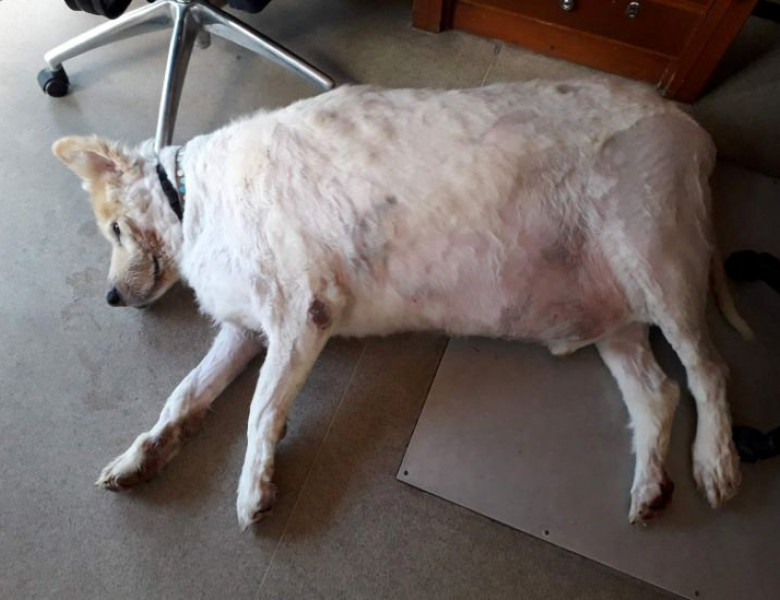 Cel mai gras câine din Marea Britanie a reușit să slăbească printr-o dietă strictă. Profimedia