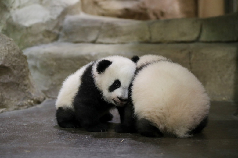 Panda Twins Visible For The First Time - Beauval