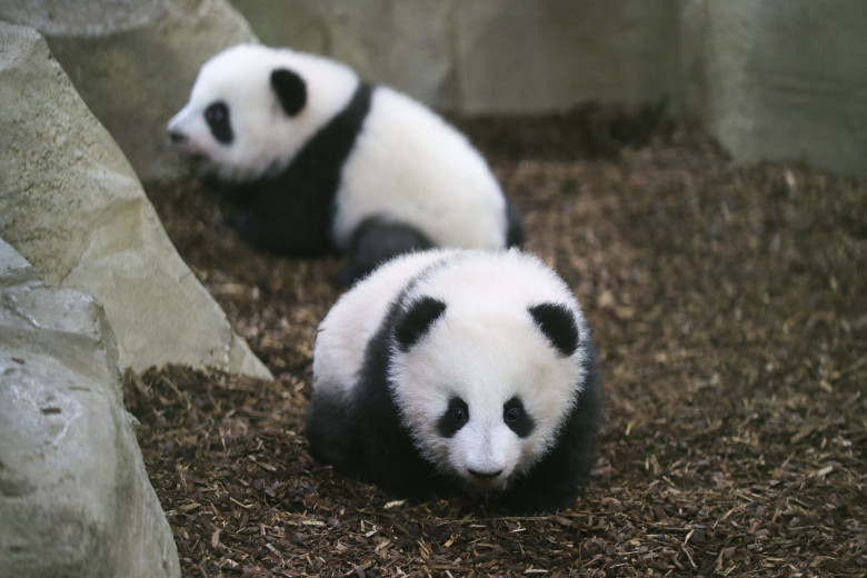 Panda Twins Visible For The First Time - Beauval