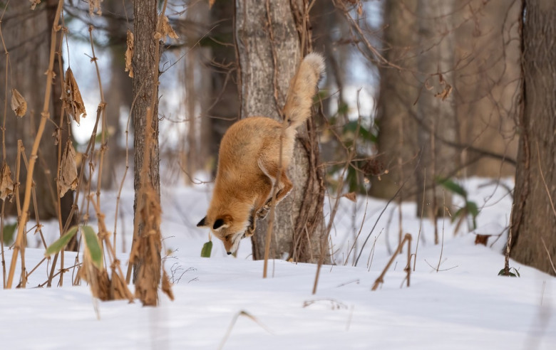 O vulpe s-a aruncat în cap în zăpadă în încercarea de a-și prinde hrana/ Profimedia
