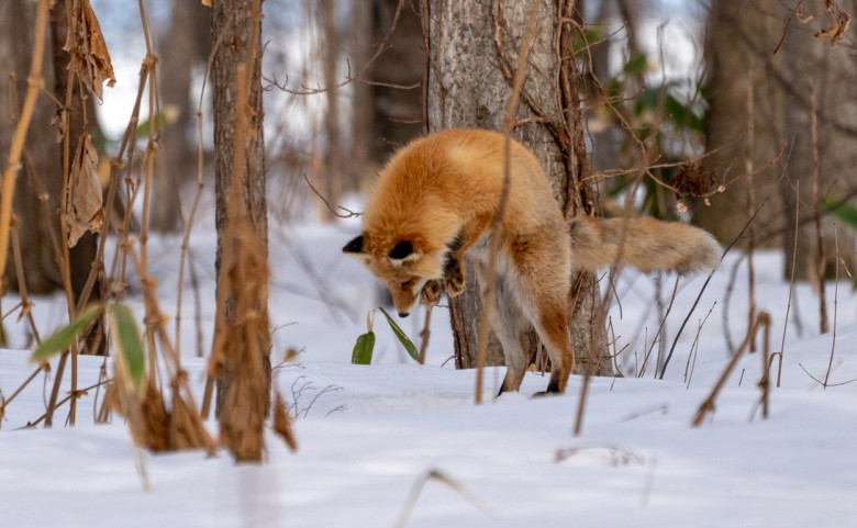 O vulpe s-a aruncat în cap în zăpadă în încercarea de a-și prinde hrana/ Profimedia