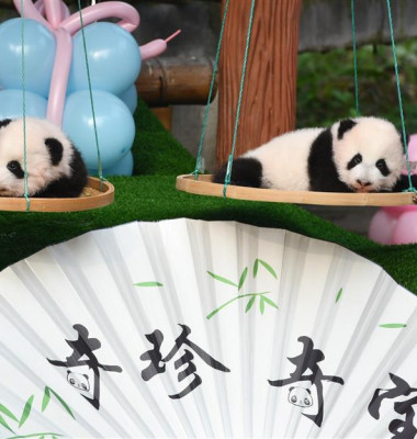 Doi pui de panda gemeni au atras toate privirile/ Shine.cn