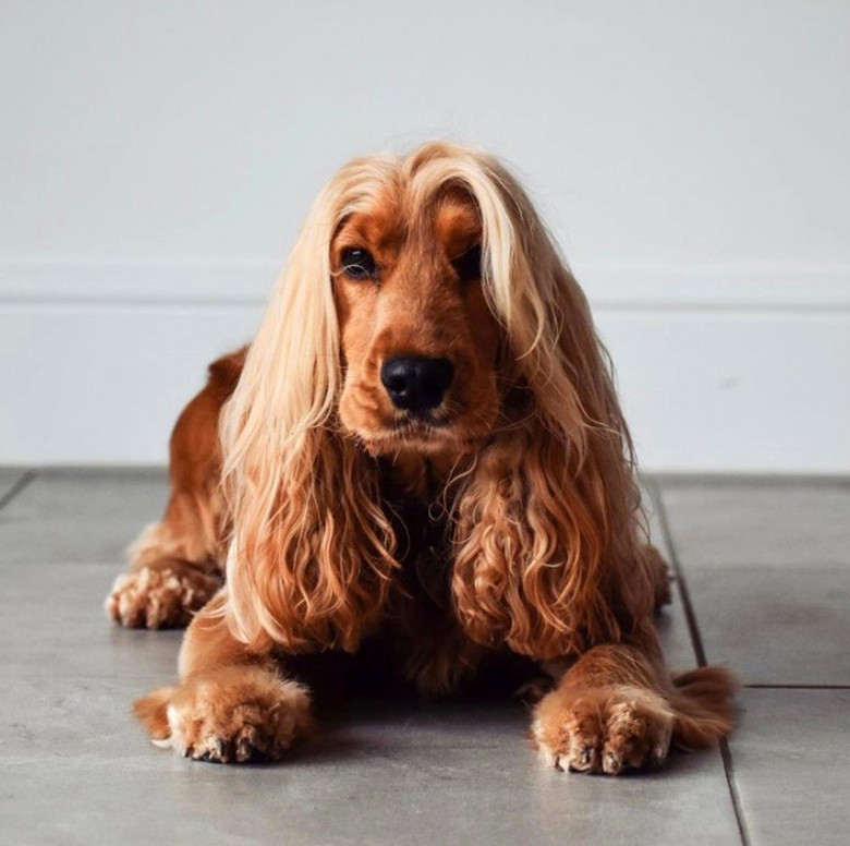 Acest câine a șocat pe toată lumea cu părul lui lung și blond/  Profimedia