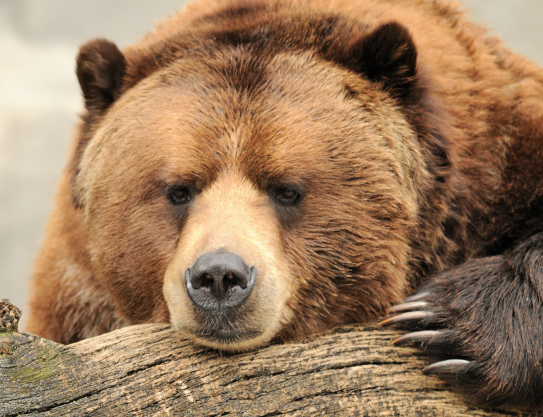 Alaskan,Brown,(grizzly),Bear