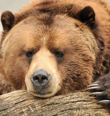 Alaskan,Brown,(grizzly),Bear