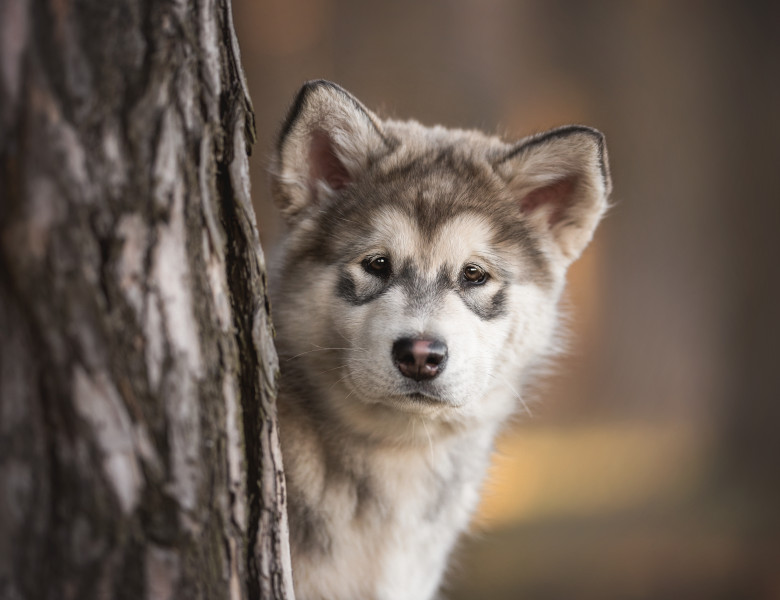 Classic,Close-up,Portrait,Of,A,Three-month-old,Puppy,Of,Alaskan,Malamute