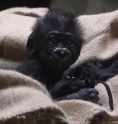 Momentul emoționant când un pui de gorilă născut prematur își întâlnește mama/ Captura video