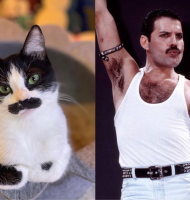 Această pisică seamănă cu Freddie Mercury/ Instagram