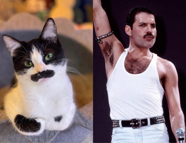 Această pisică seamănă cu Freddie Mercury/ Instagram