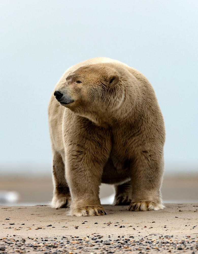 Acesta este cel mai gras urs polar din lume/ Profimedia