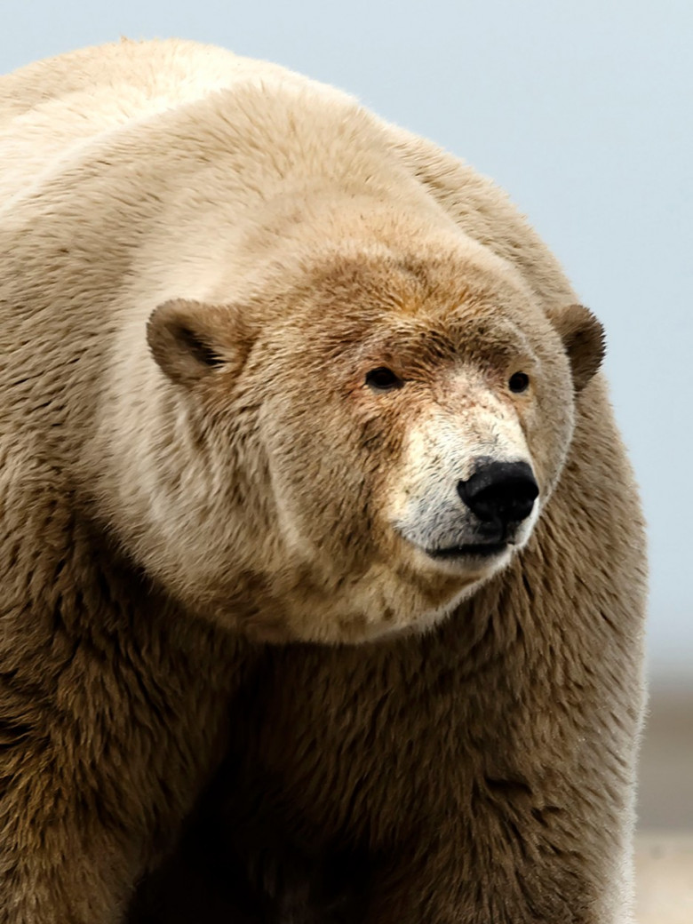 Acesta este cel mai gras urs polar din lume/ Profimedia