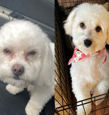 O femeie a luat din greșeală un alt câine de la salonul de animale/ Facebook