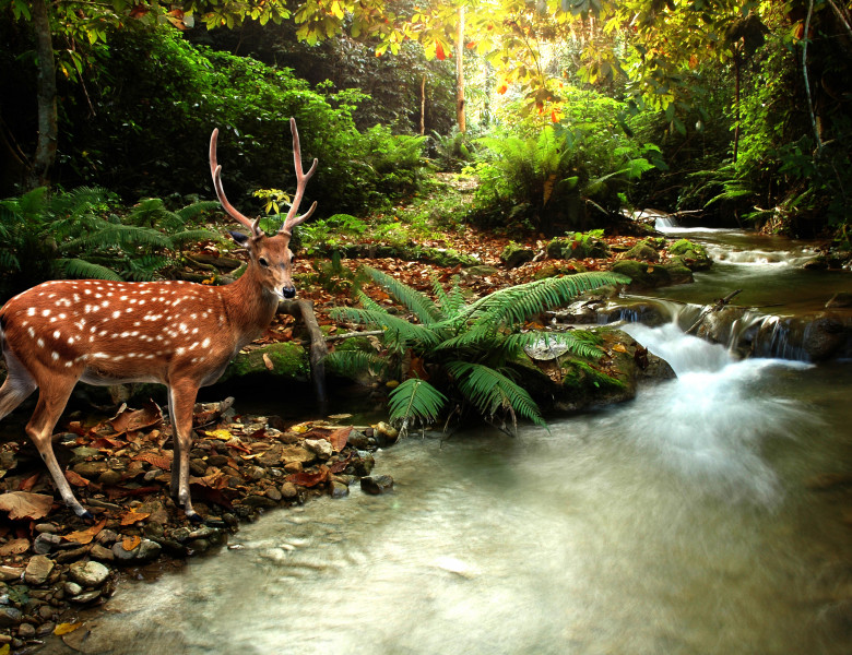 Tropical,Stream,And,Sika,Deer